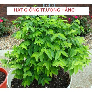 Hạt giống Rau Bồ Ngót (0.5g)