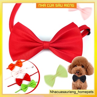 Vòng đeo cổ siêu sang cho thú cưng. - nhà cua sau rieng
