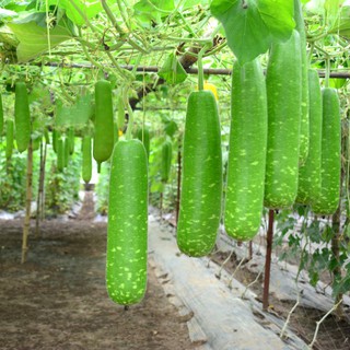 HẠT GIỐNG BẦU SAO F1