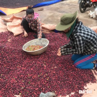 Cà phê rang xay cafe robusta pha phin Đắk Lắk