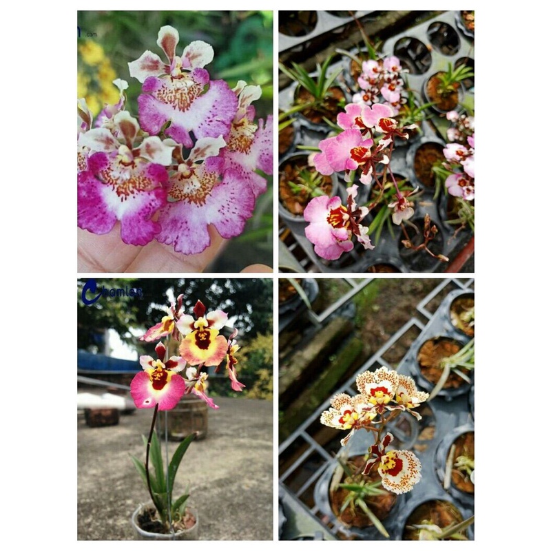 Hoa Lan vũ nữ bút chì (10 cây giống)
