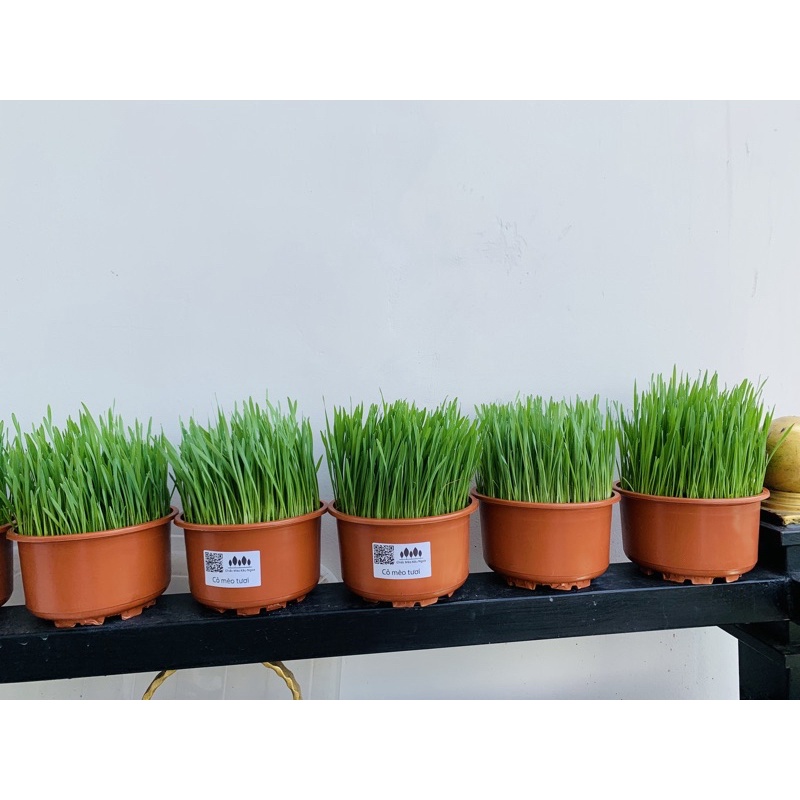 [HOẢ TỐC] Cỏ mèo tươi Benzy Nâu - Tiệm Mèo Moa