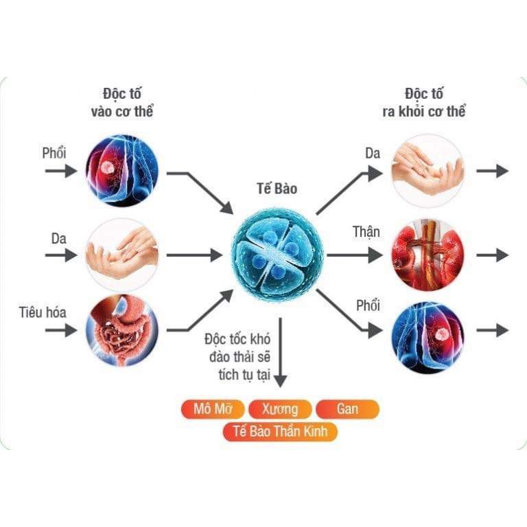 [Chính Hãng]  Viên Uống Thải Độc Cơ Thể Ketoskin Nhật Bản Giúp Thải Độc Toàn Diện, Đẹp Da | BigBuy360 - bigbuy360.vn