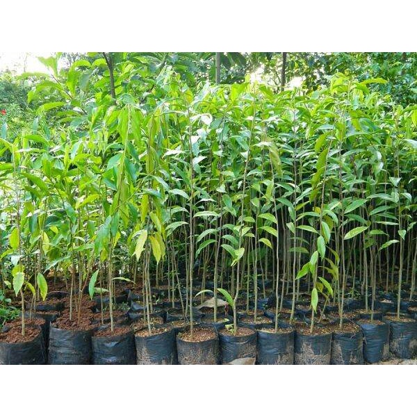 1kg túi bầu ươm cây 6,5x15