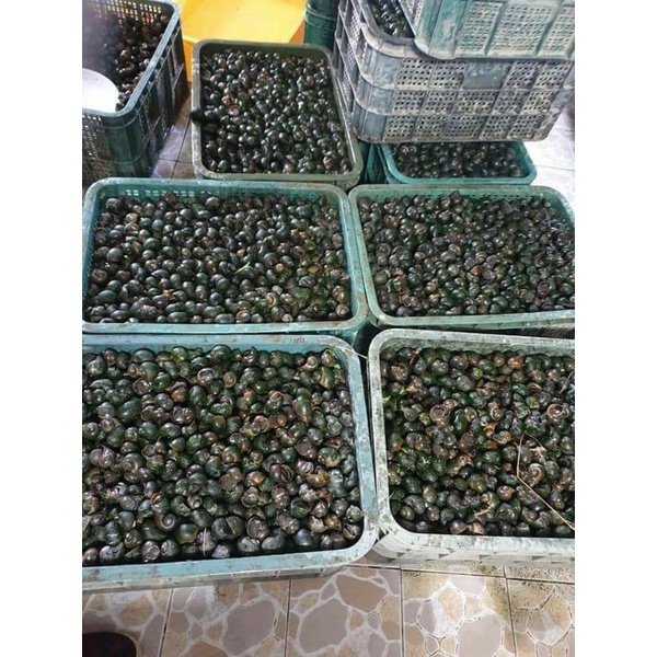 Ốc Bươu Vàng 🐌 tươi còn sống 1 kg | BigBuy360 - bigbuy360.vn