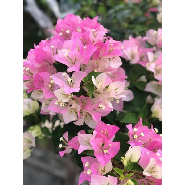 Giấy phớt hồng...thái siêu hoa