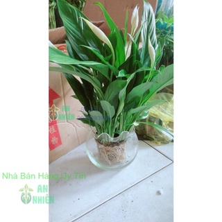 Chậu cây lan ý thủy sinh