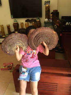Nấm linh chi rừng
