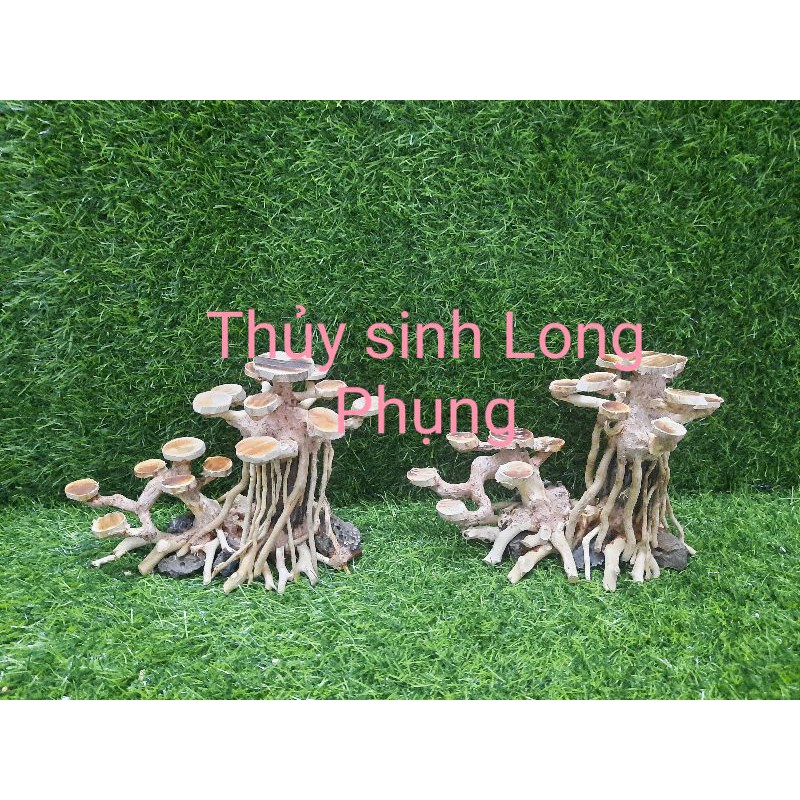 Lũa bon sai cấy nana