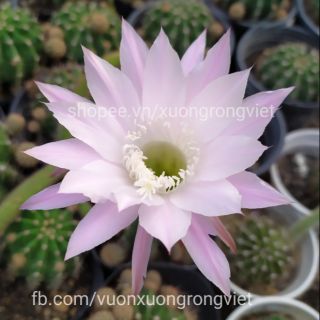 Xương rồng Echi Dưa Mỹ