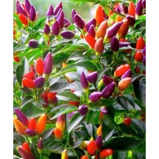 30 hạt giống ớt ngũ sắc
