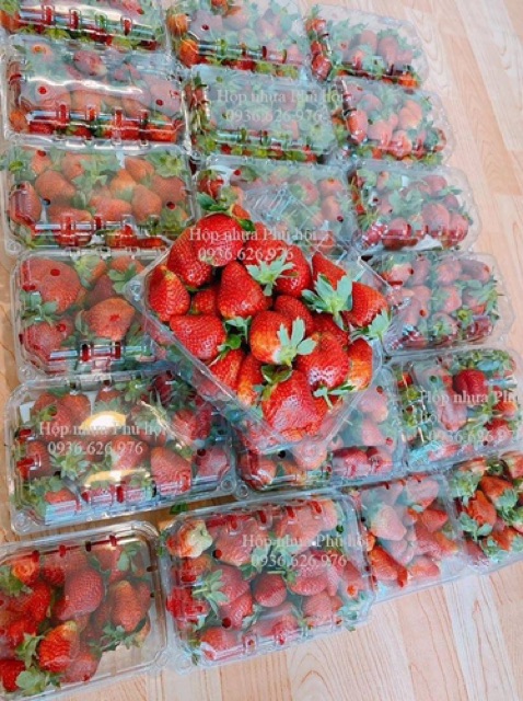 100 hộp nhựa đựng trái cây 1kg dâu,cherry 1