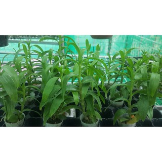 PHÂN BÓN LÁ - KÍCH NẢY MẦM - SINH TRƯỞNG ATONIK