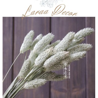 Cỏ Đuôi Thỏ Xanh Lá Laraa Decor - Màu trắng kích thước 30-40cm - Dùng trang trí kết hợp với một số loại Hoa khác