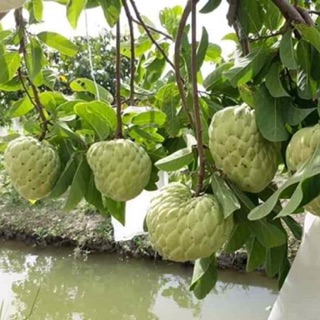 Cây na thái siêu trái