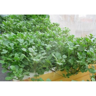 Hạt giống Rau Cải xoong