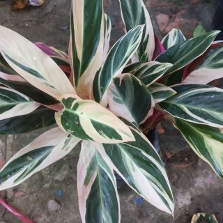 Cây Hồng Quân Tử