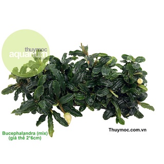 Thanh Bucep Mix | Lá trung | Hàng cạn | Cây thủy sinh tuyệt đẹp- Thuỷ Mộc