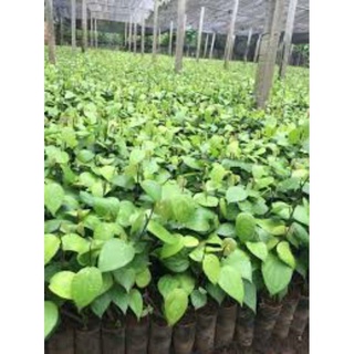 Tiêu giống ăn hạt