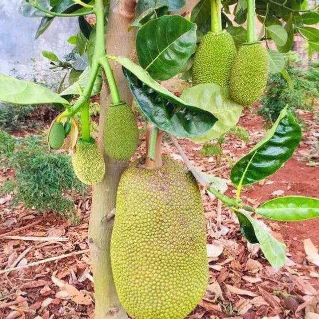 Cây 🌲 Mít thái chân rai....mít thái siêu sớm