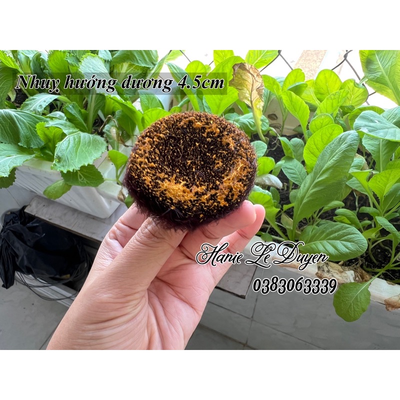 50gr nhuỵ lông 4.5cm vẩy vàng làm hoa hướng dương