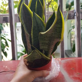 Lưỡi Hổ Cọp 3 Cây 1 Chậu