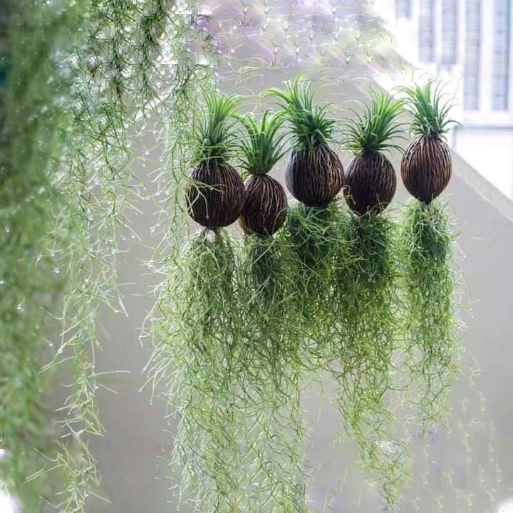 Cây Không Khí Dừa Tóc Tiên (Thuần khi hậu, không cần bón phân) trang trí nhà cưả, quán cafe, sân thượng chill