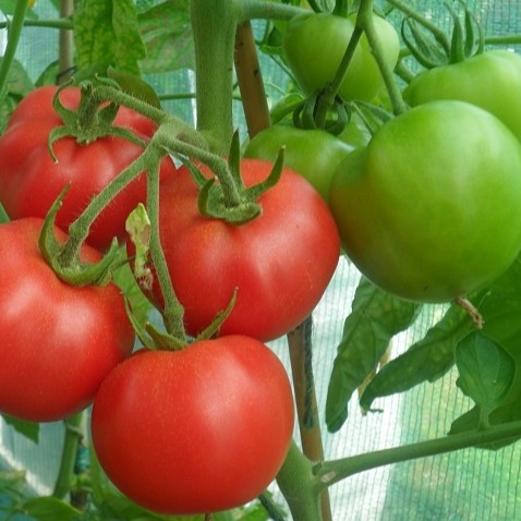 HẠT GIỐNG CÀ CHUA THÂN GỖ - siêu trái