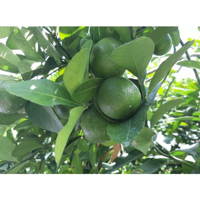 Cây giống chanh bông tím