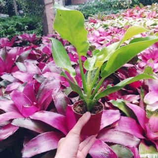 TRẦU BÀ ĐẾ VƯƠNG ( CÂY ĐẠI ĐẾ VƯƠNG)