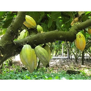 Bột cacao sữa CacaoMi 127g