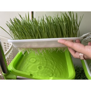 Hạt giống cỏ mèo, cỏ lúa mì, lúa mạch nhập khẩu Úc, Khaiminheco