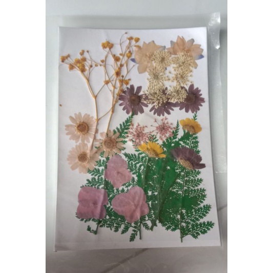 hoa khô ép dán trang trí