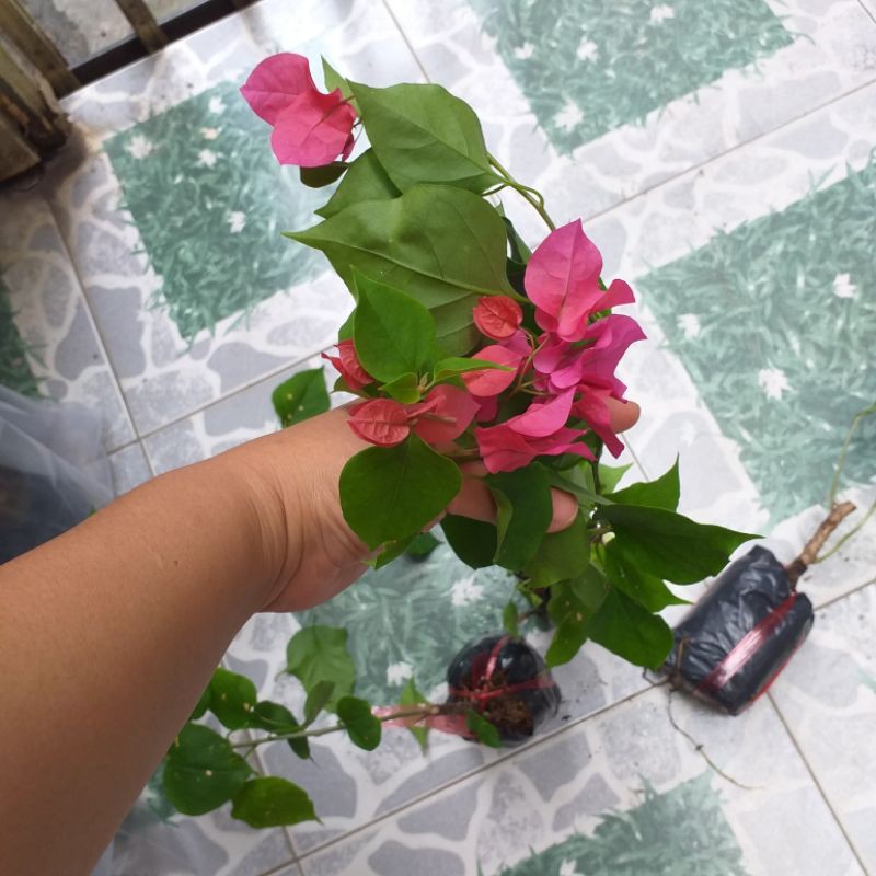 combo 3 bầu Cây bông giấy đẹp.