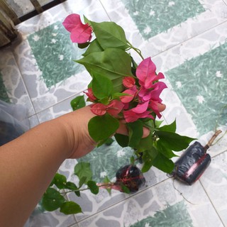 combo 3 bầu Cây bông giấy đẹp.