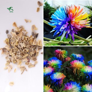 Hạt giống hoa cúc cầu vồng