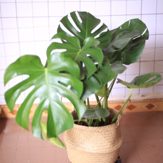 Monstera Deliciosa kèm giỏ cói