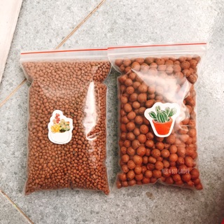 HẠT ĐẤT NUNG TRỒNG CÂY SEN ĐÁ