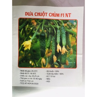 Hạt giống dưa chuột chùm