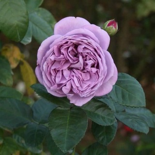 Hồng bụi kinda Blue Rose tím