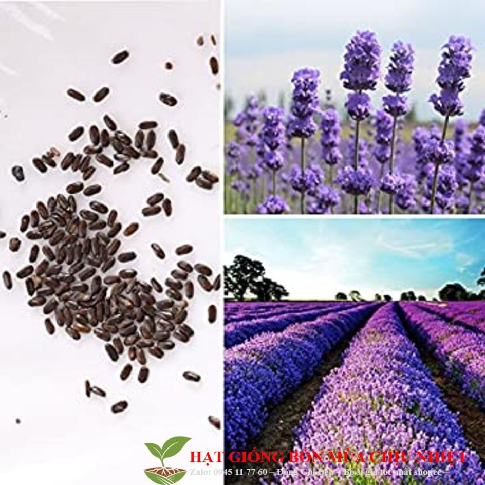 Hạt Giống Hoa Oải Hương 4 mùa/Lavender (30 hạt) ĐẾN MÙA TRỒNG TẾT KHUYẾN MẠI TẾT ĐÔNG GIÁ SHOP MỚI