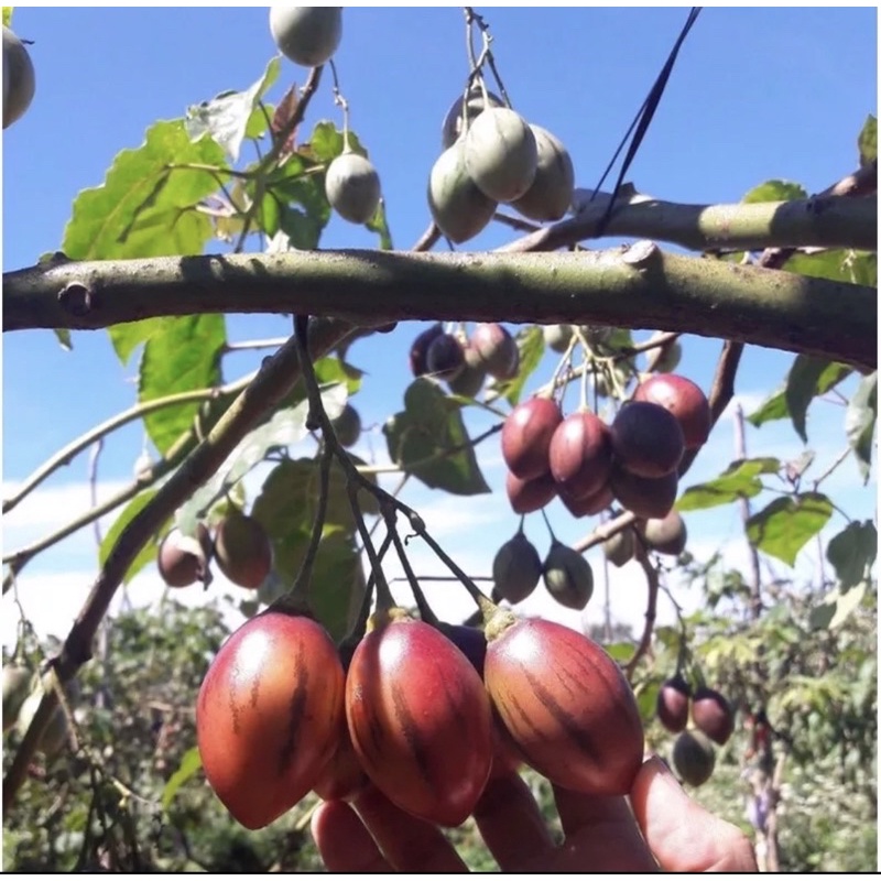 1KG CÀ CHUA THÂN GỖ