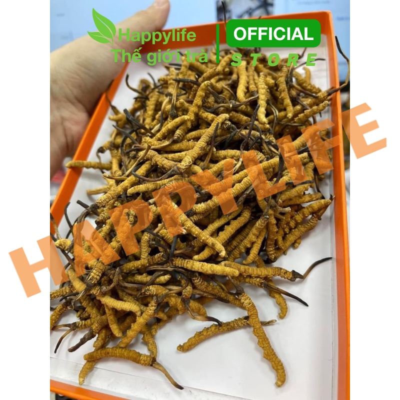 Đông Trùng Hạ Thảo Na Khúc Tây Tạng - Hộp 1g