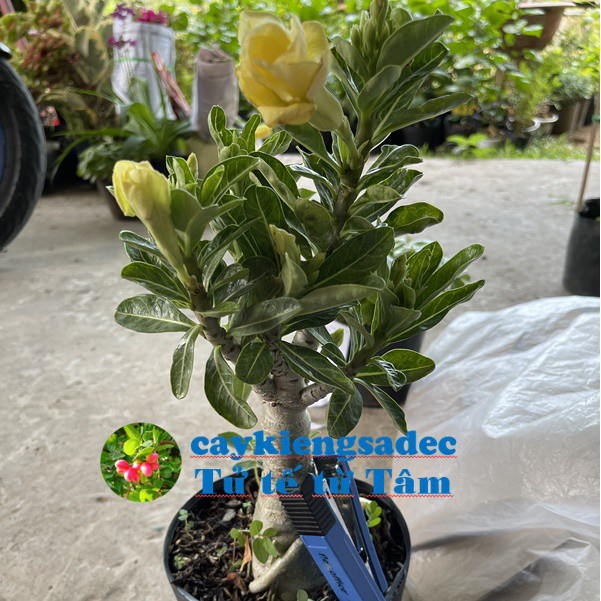 Caykiengsadec - cây sứ Thái  - tặng phân bón cho cây mau lớn- hoa kiểng lá - trang trí nội thất ngoài trời