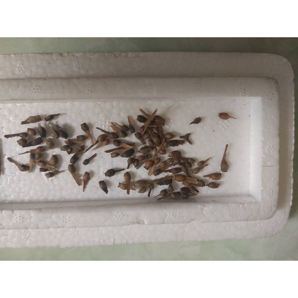 Hạt giống cây Phong Lá Đỏ Nhật Bản