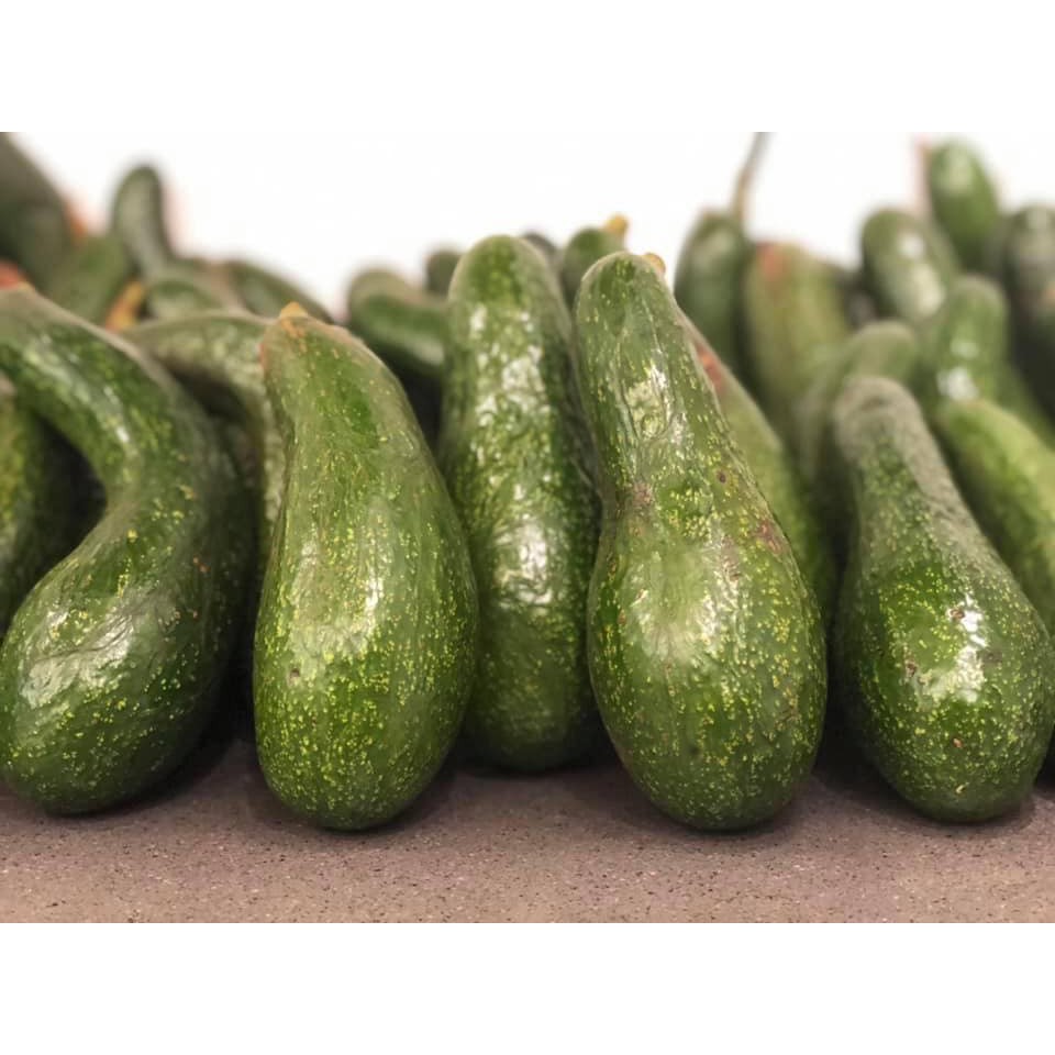 Cây Bơ Hama 034 Quả Dài