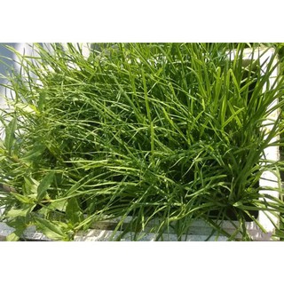 Hạt Giống Hẹ Ta