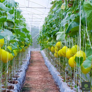 (Tặng 10 bầu ươm) Hạt giống Dưa Kim Hoàng Hậu Lai F1 siêu ngọt, dễ trồng - 5 hạt