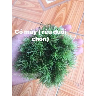 Rêu Cỏ Mây set bình terrarium, gắn lũa, đá hồ bán cạn