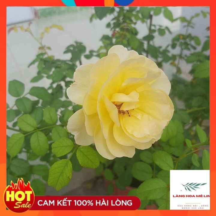 Hoa hồng leo Poet’s Wife [SIÊU THƠM]có màu vàng đậm của hoa cùng với hương thơm cực kì mạnh mẽ so với các loại khác.